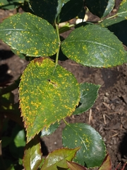 Phragmidium mucronatum