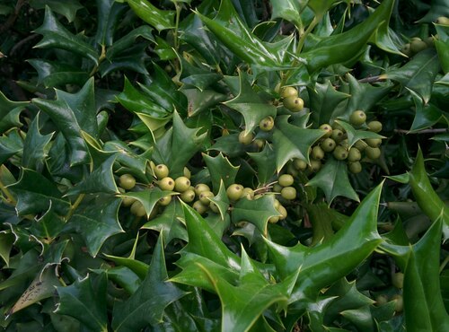 Ilex cornuta