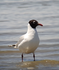 Ichthyaetus relictus
