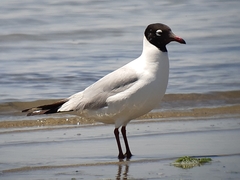 Ichthyaetus relictus