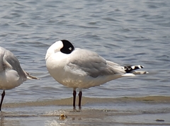 Ichthyaetus relictus