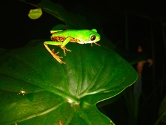 Pithecopus hypochondrialis