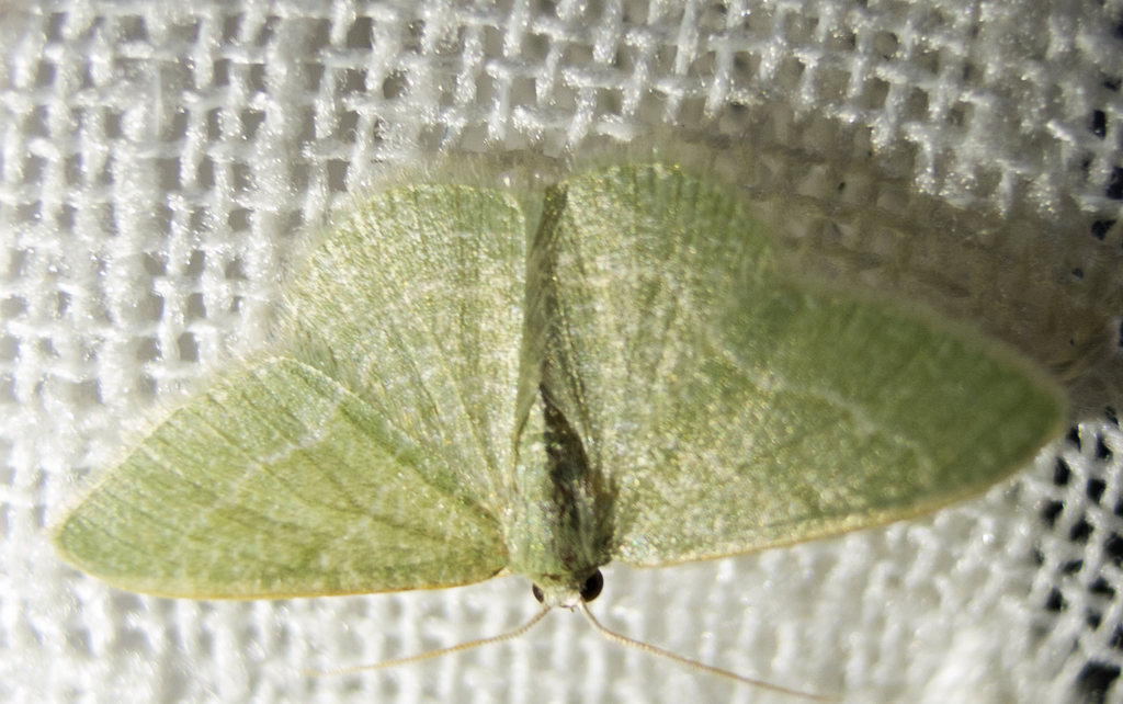 Chlorissa etruscaria