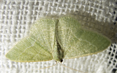 Chlorissa etruscaria