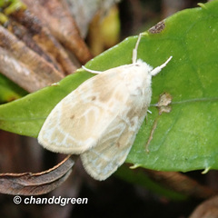 Schistophleps bipuncta