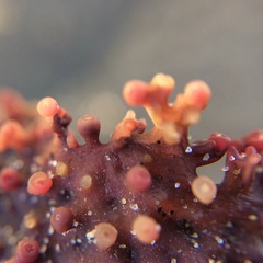 Sarcothalia circumcincta