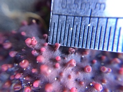 Sarcothalia circumcincta