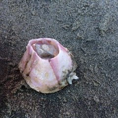 Notomegabalanus decorus