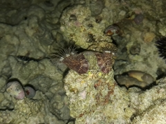 Dardanus deformis