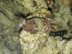 Dardanus deformis