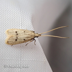 Lecithocera aulicousta