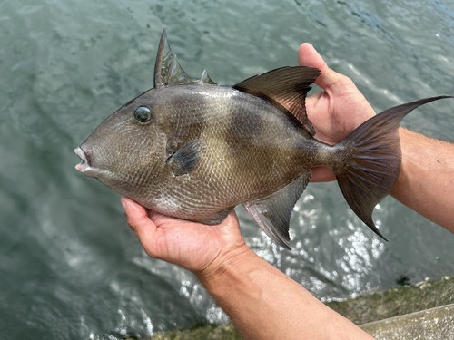 Grey Triggerfish
