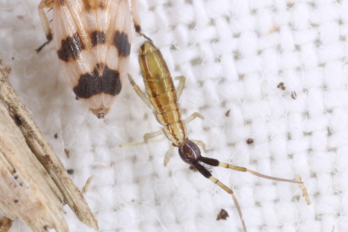 Orchesella pulchra