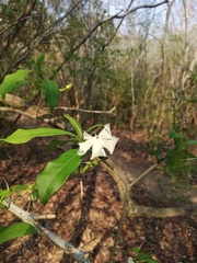 Tabernaemontana amygdalifolia