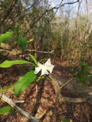 Tabernaemontana amygdalifolia
