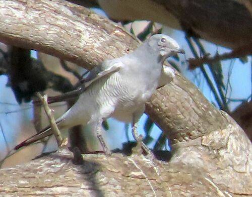 Ground Cuckooshrike (Coracina maxima), photo 3