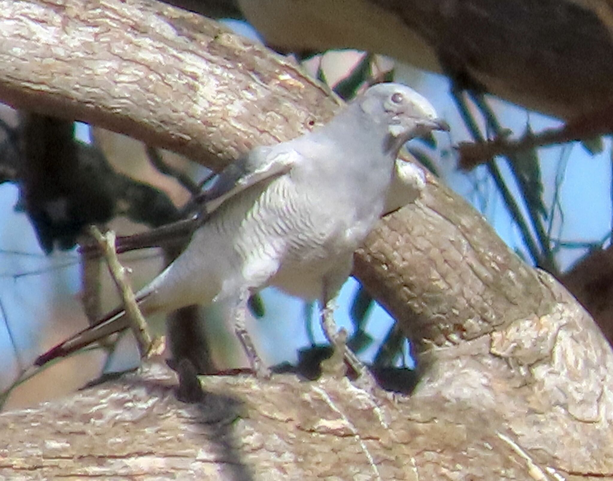 Ground Cuckooshrike (Coracina maxima), photo 3