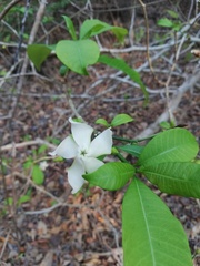 Tabernaemontana amygdalifolia