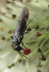 Xyelidae