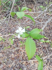 Tabernaemontana amygdalifolia
