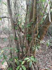 Bravaisia integerrima