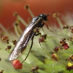 Xyelidae