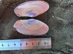 Gari lineolata