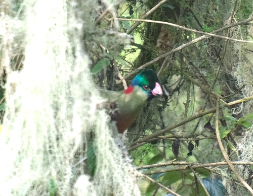 Rwenzori Turaco (Gallirex johnstoni), photo 3