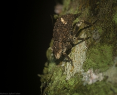 Poropterus bisignatus