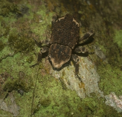 Poropterus bisignatus