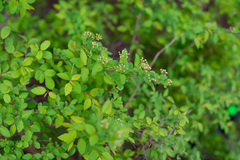 Spiraea chamaedryfolia