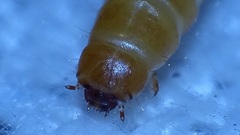 Ulomoides dermestoides