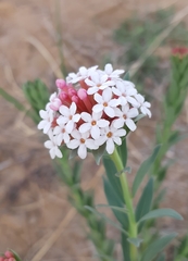 Stellera chamaejasme