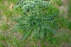 Carduus nutans leiophyllus