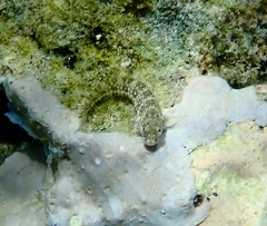 Salarias alboguttatus