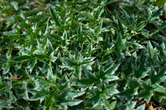 Carduus nutans leiophyllus