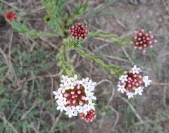 Stellera chamaejasme