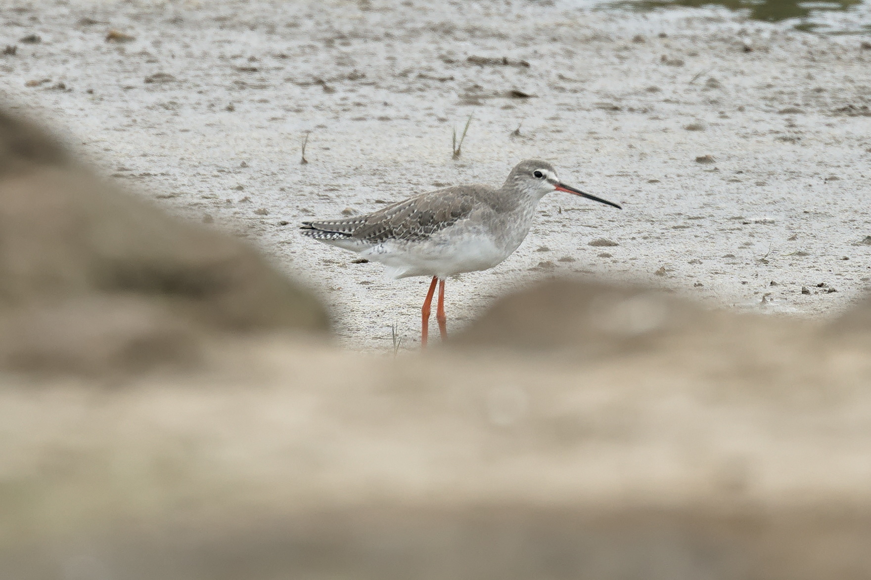 Spotted Redshank