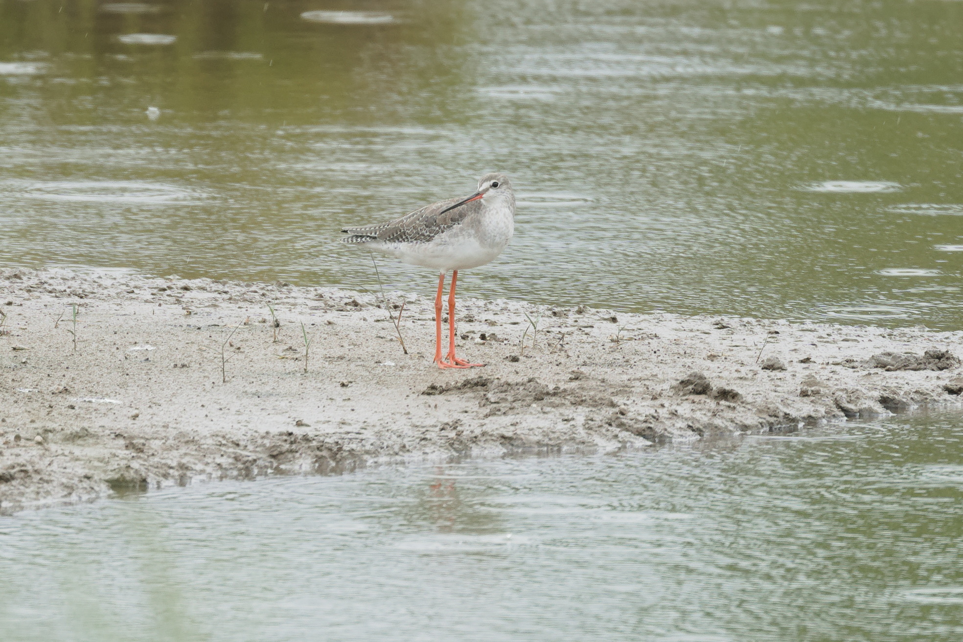Spotted Redshank