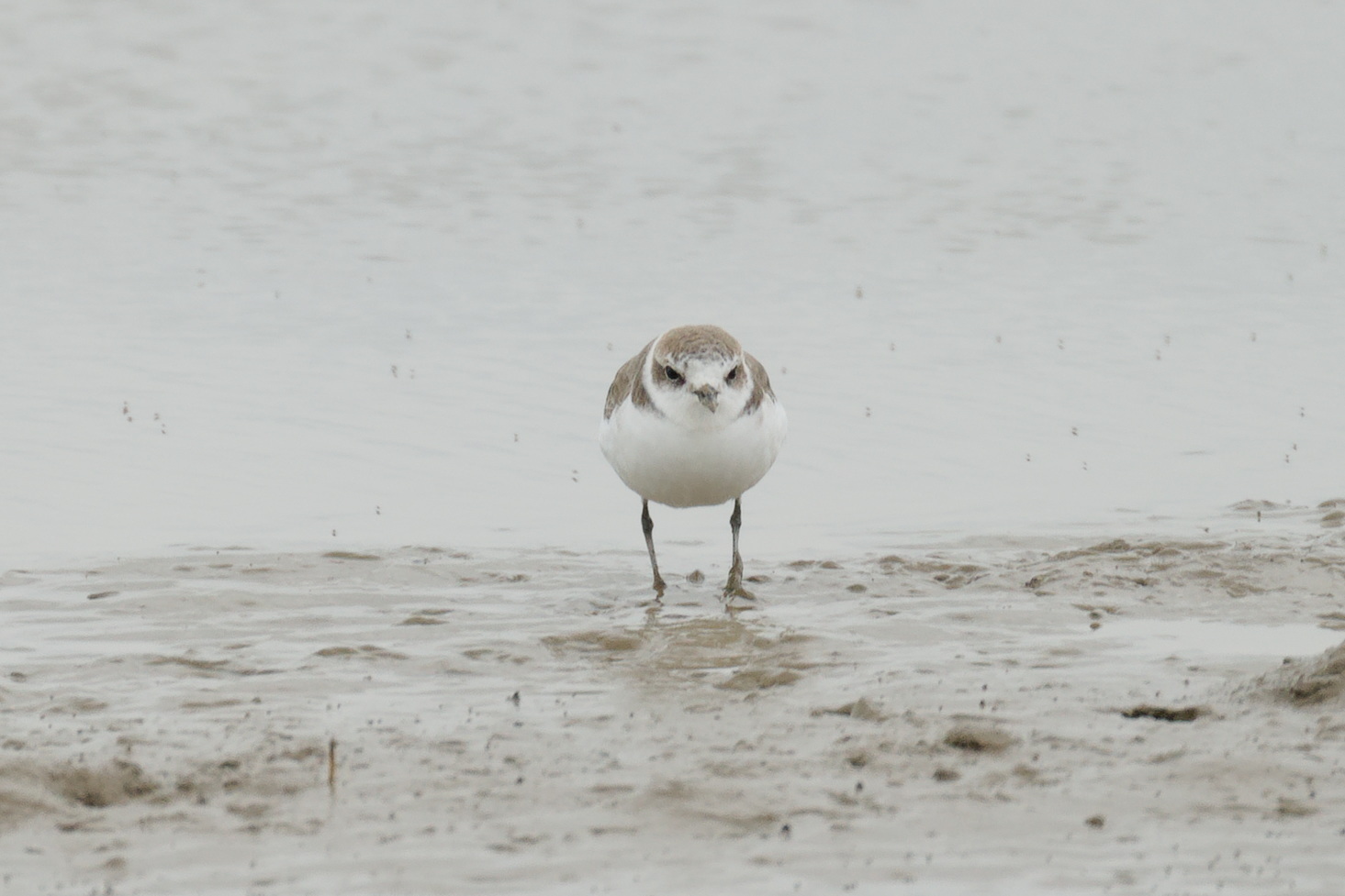 Kentish Plover