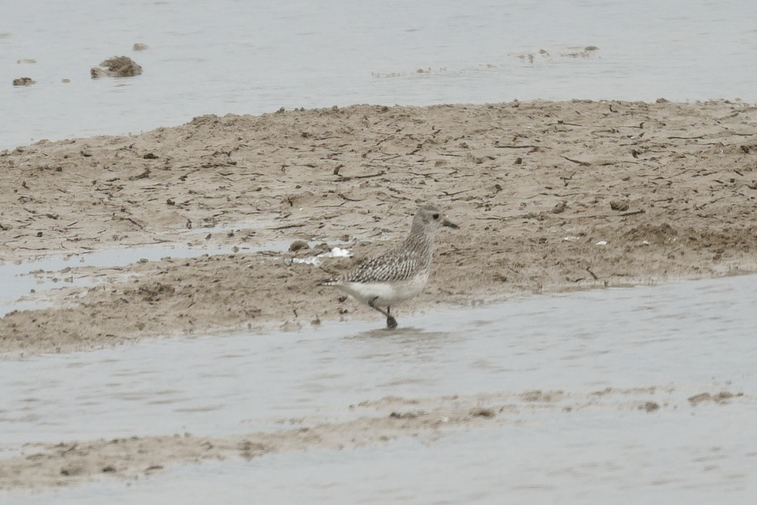 Grey Plover