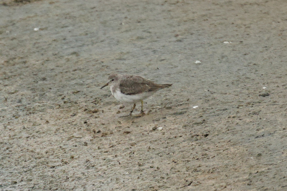 Temminck's Stint