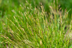 Carex pediformis macroura