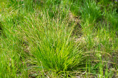 Carex pediformis macroura