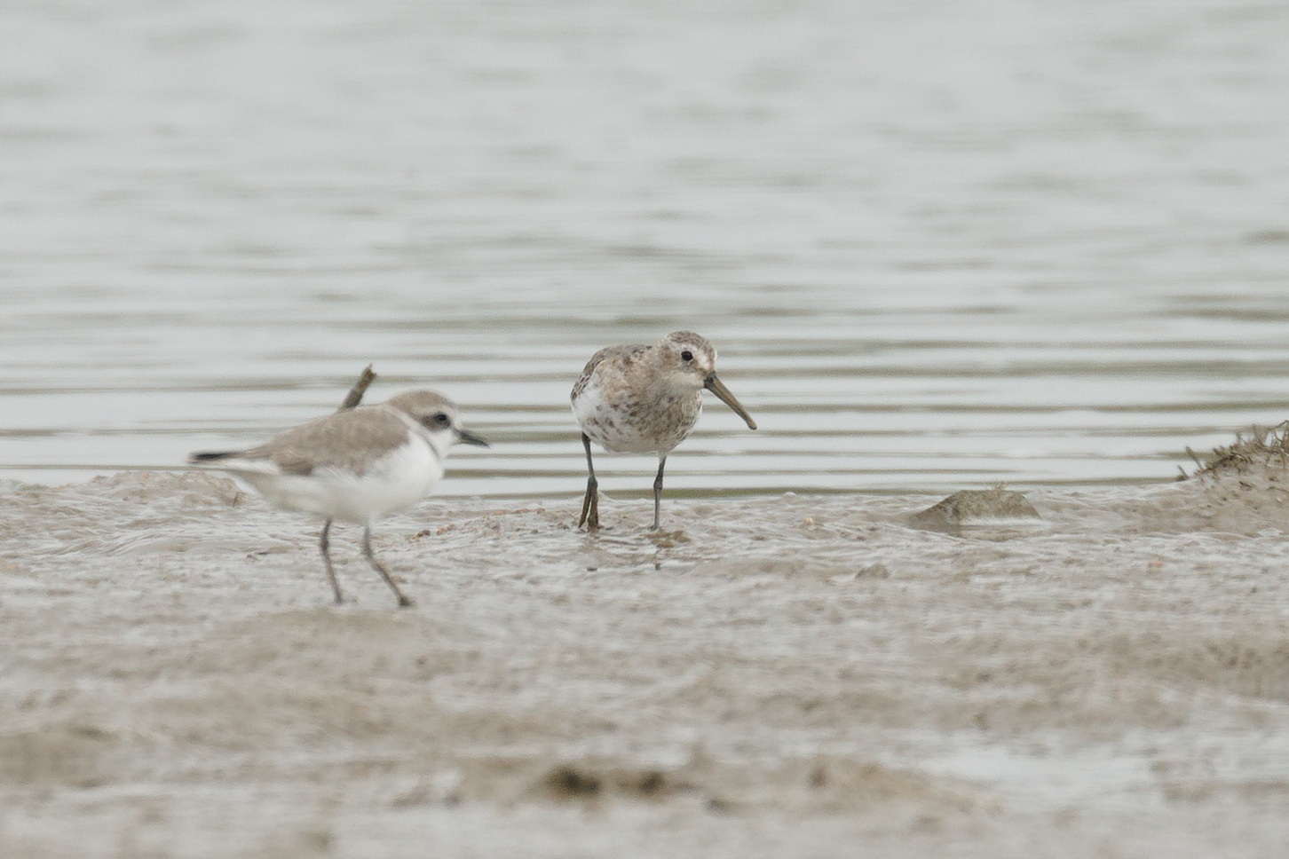 Dunlin