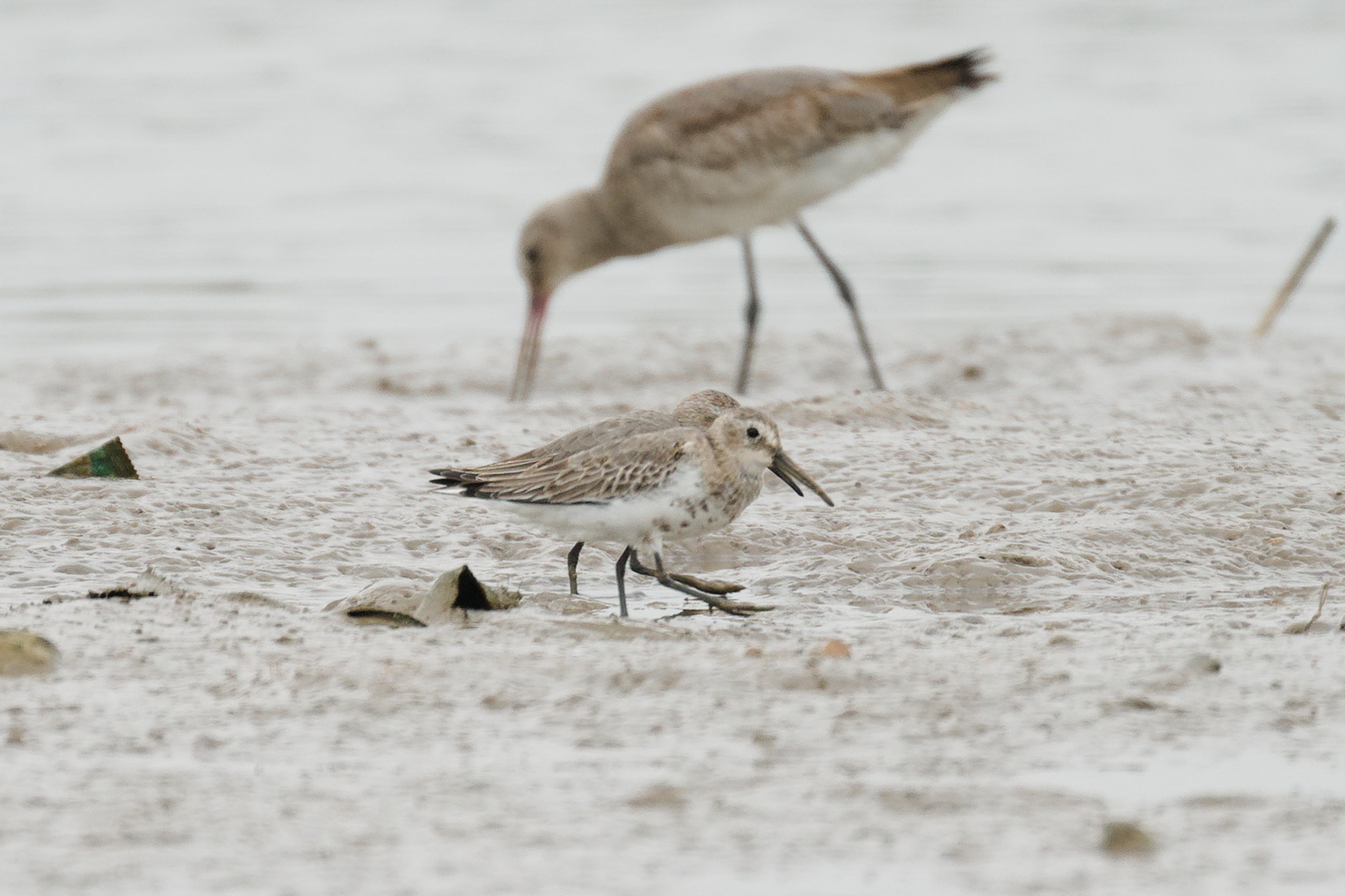 Dunlin