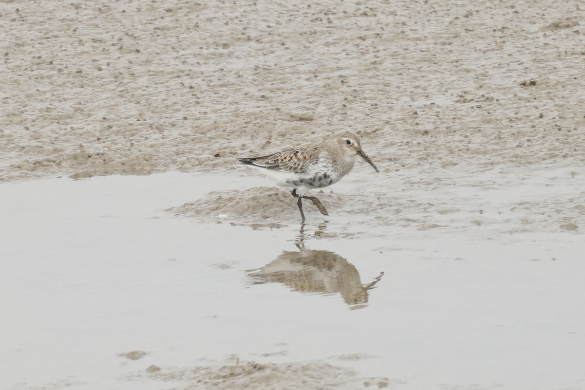 Dunlin