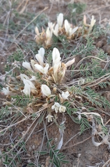 Astragalus scaberrimus