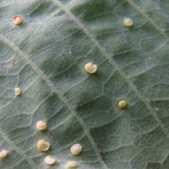 Neuroterus saltarius
