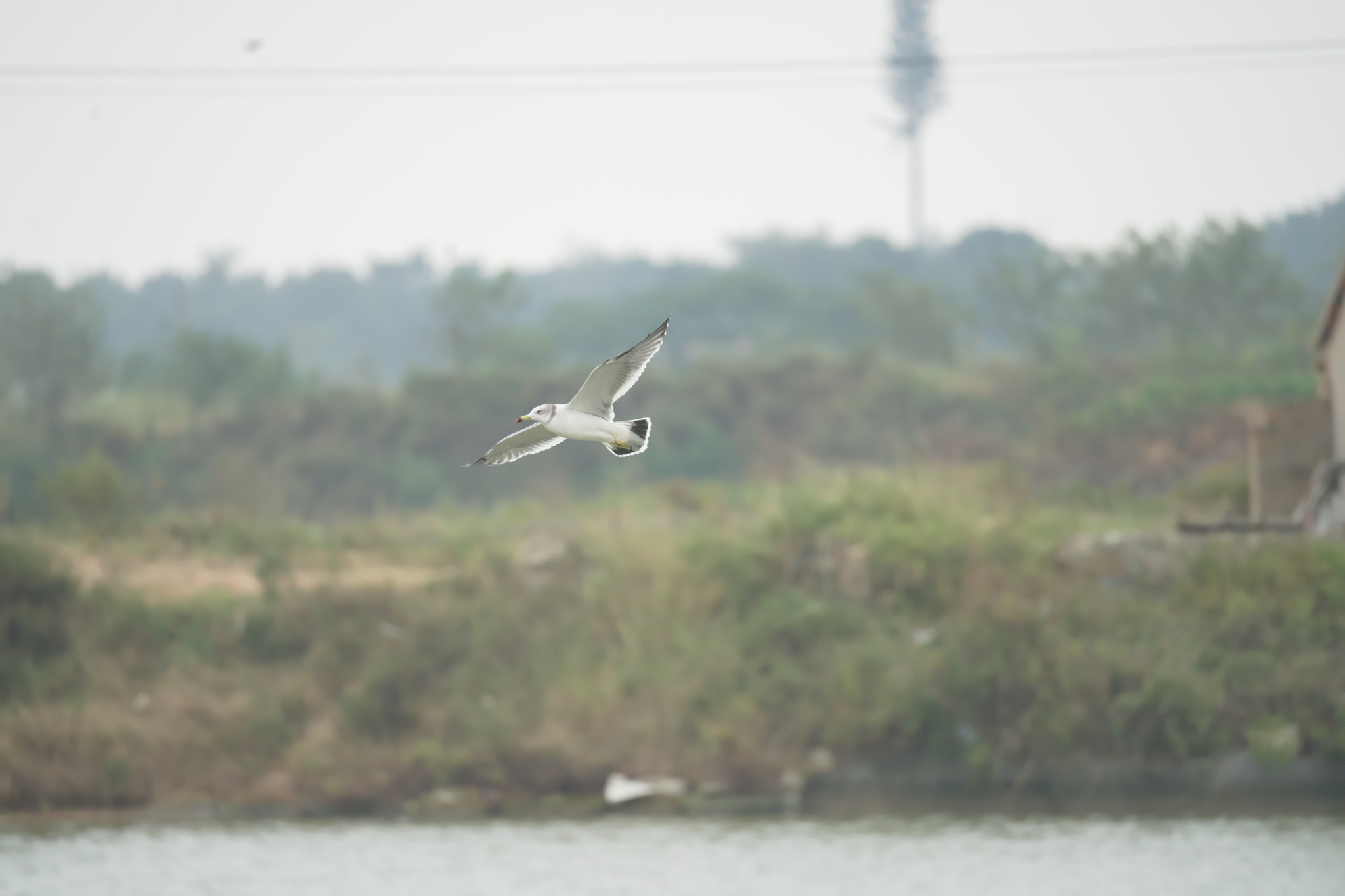 Black-tailed Gull